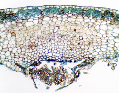 Marchantia thallus, c.s.