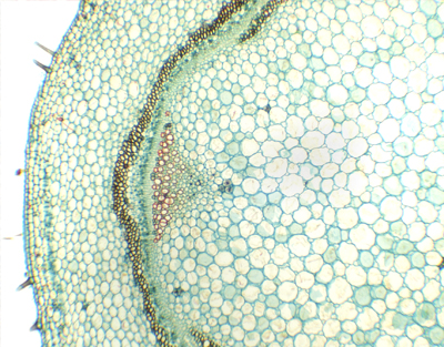 Pelargonium hortorum stem, c.s.