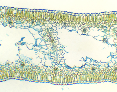 Feuille de Narzissus tazetta, c.t.