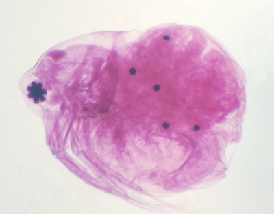 Daphnia, s.e.