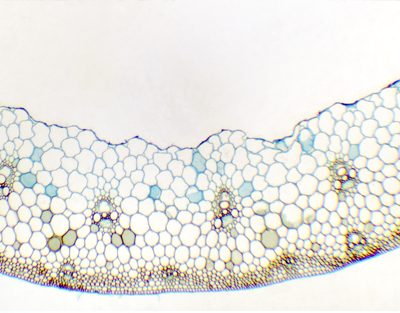 Triticum aestivum stem, c.s.