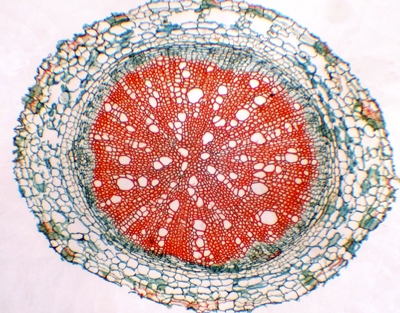 Mono and dicotyledon roots, c.s.