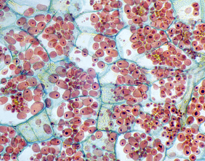 Tubercule de Solanum tuberosum, c.
