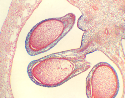 Narcissus tazetta ovary, c.s.