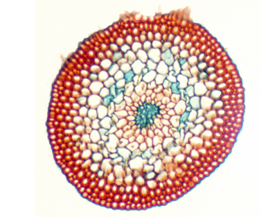 Moss stem, c.s.