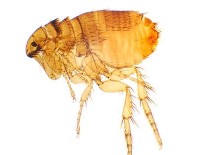 Siphonaptera, s.e.