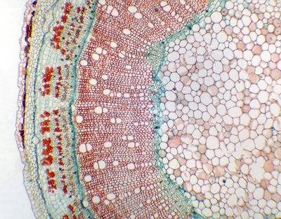 Hibiscus syriacus stem, c.s.