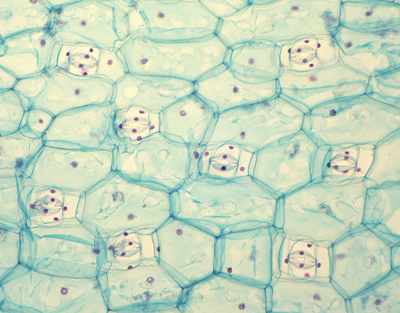 Commelina communis stomata, w.m.