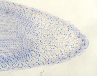 Narcissus tazetta root tip, l.s.