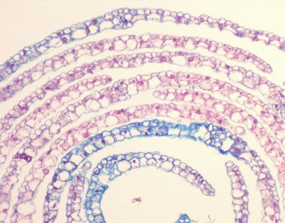 Brown alga leaf, c.s.