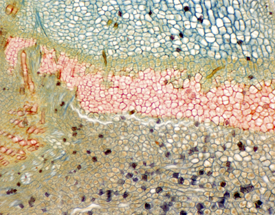 Morus alba petiole, abscission layer, l.s.