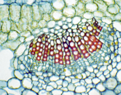 Jasminum nudiflorum leaf, c.s.