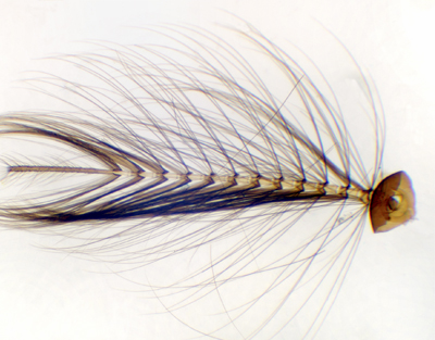 Moustique antenne, s.e.