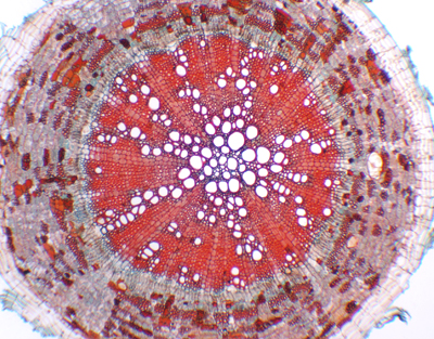 Gossypium root, c.s.