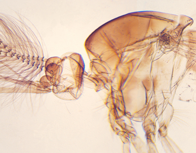 Moustique mâle, s.e.