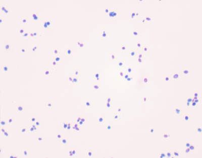 Yeast, w.m.