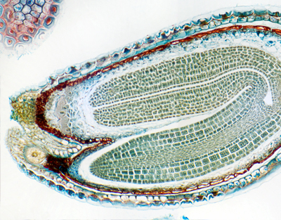 Embryon mûr de Capsella, c.
