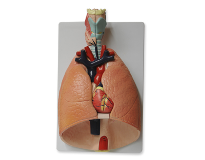 Respiratory system