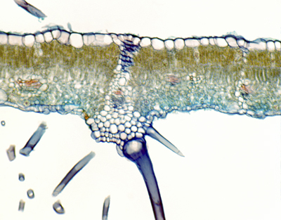 Fig leaf, c.s.