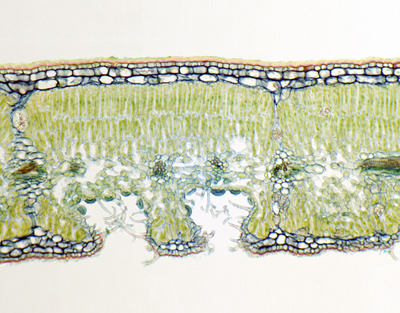 Nerium indicum leaf, sunken stomata, c.s.