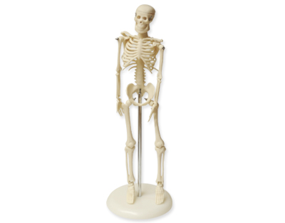 Mini skeleton, 45 cm