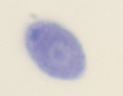 Chlamydomonas, w.m.