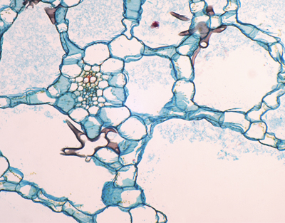 Sunken plant leaf, aerenchyma, c.s.
