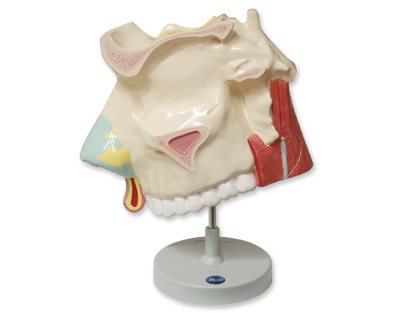 Nasal cavity