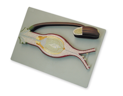 Fertilization of angiosperm