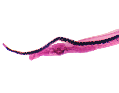 Schistosoma male anf female conjugation, w.m.