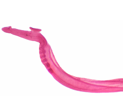 Macho de Schistosoma, m.e.