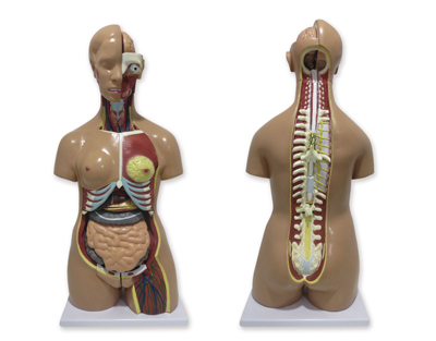 Dual-sex human torso, open back