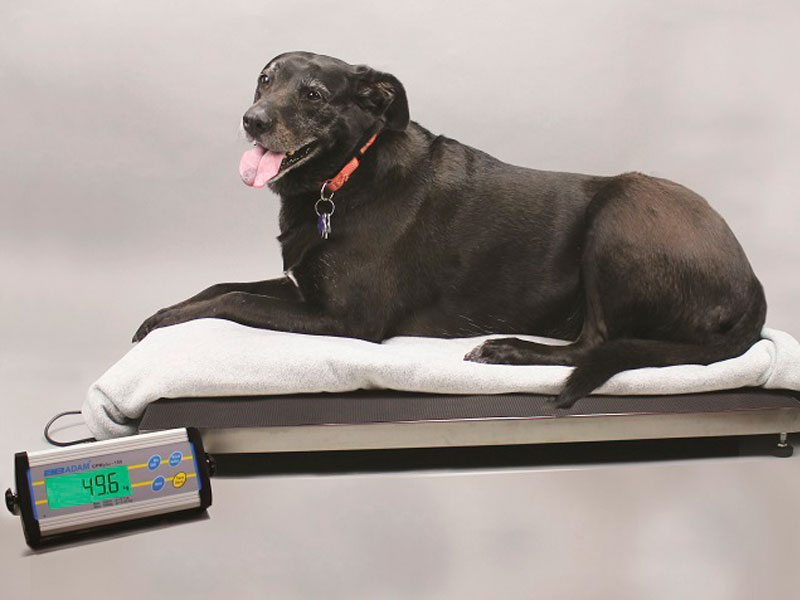 CPWplus Bench and Floor Scales: CPWplus 150L