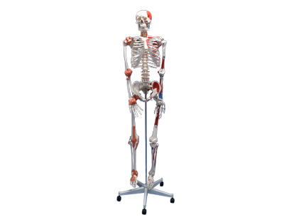 Human skeleton with muscles