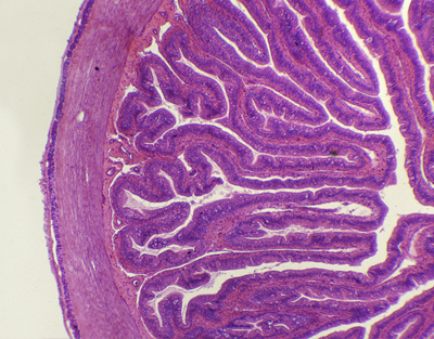 Intestino delgado de rana, s.t.