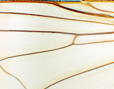 House fly wing, w.m.