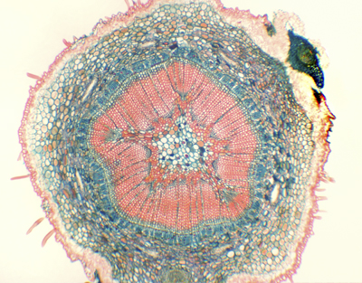 Pine 1 year stem, c.s.