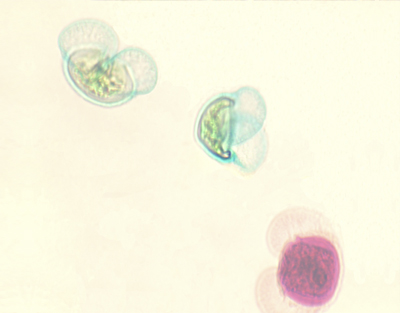 Pine pollen, w.m.