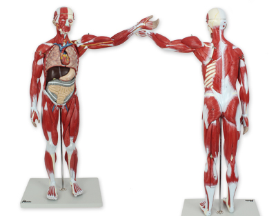 Muscled whole body, numbered