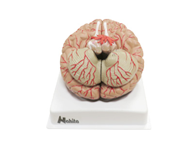 Human brain, 9 parts